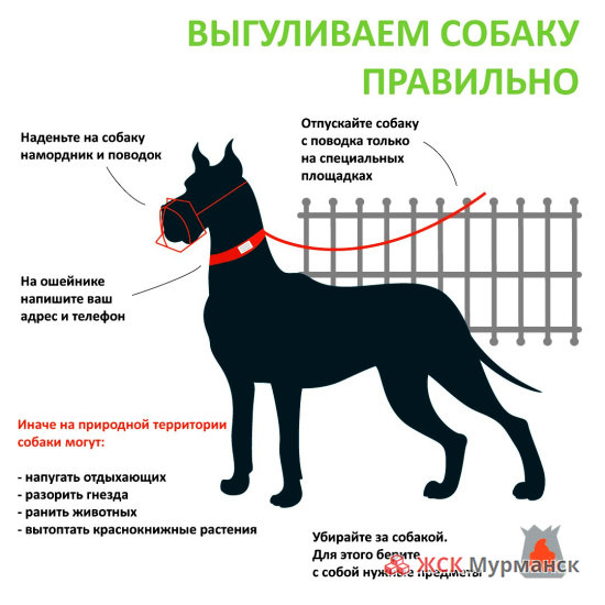 Правила выгула собак в Москве и Московской области